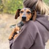 Barney (Balhe)- Sensibler Rüde sucht liebevolles Zuhause!