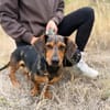 Barney (Balhe)- Sensibler Rüde sucht liebevolles Zuhause!