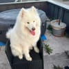 Samojedenrüde Max