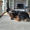Theo - ein lieber, freundlicher, kleiner Rüde