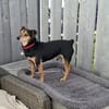Theo - ein lieber, freundlicher, kleiner Rüde