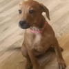 Romy kleines Hundekind sucht ein Zuhause