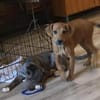 Romy kleines Hundekind sucht ein Zuhause