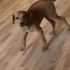 Romy kleines Hundekind sucht ein Zuhause