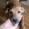 Romy kleines Hundekind sucht ein Zuhause