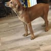 Romy kleines Hundekind sucht ein Zuhause