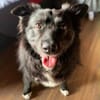 🍀 Afrodita wartet auf ihre Menschen 🐾