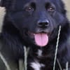 🍀 Afrodita wartet auf ihre Menschen 🐾