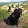 🍀 Afrodita wartet auf ihre Menschen 🐾