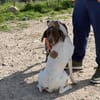 Mutsuma freundlich und verspielt