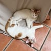 Romarin et Basil