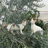 Romarin et Basil