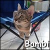 Bambi