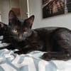 Bastet