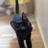 Benny