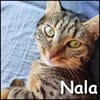 Nala