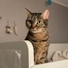 Nala