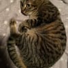 Nala