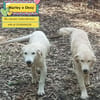 Marley e Desy