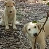 Marley e Desy