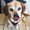 Charlie, verschmuster Senior, ca. 11 Jahre