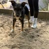 Merlin (Mendel) -Junger Hundebub sucht ein tolles Zuhause