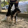 Merlin (Mendel) -Junger Hundebub sucht ein tolles Zuhause