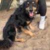 Leonel Fröhlicher Hundemann sucht sein Zuhause