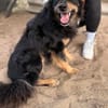 Leonel Fröhlicher Hundemann sucht sein Zuhause