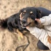 Leonel Fröhlicher Hundemann sucht sein Zuhause