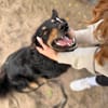 Leonel Fröhlicher Hundemann sucht sein Zuhause