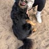 Leonel Fröhlicher Hundemann sucht sein Zuhause