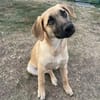 ARABELLA sucht Zuhause