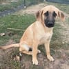 ARABELLA sucht Zuhause
