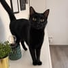 Zorro, liebevoller Kuschelpanther, ca. 1 Jahr