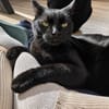 Zorro, liebevoller Kuschelpanther, ca. 1 Jahr