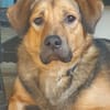 Steve sucht ein neues Zuhause