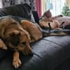 Steve sucht ein neues Zuhause