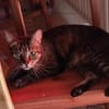Honey W ~ 4 jahre sucht ihr für immer zuhause