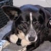 LUCY 2 ist verschmust und lieb