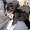 LUCY 2 ist verschmust und lieb