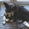 LUCY 2 ist verschmust und lieb