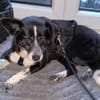 LUCY 2 ist verschmust und lieb