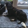 LUCY 2 ist verschmust und lieb