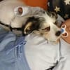 Anfängerwelpe Pino sucht Kuschelflat