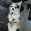 Anfängerwelpe Pino sucht Kuschelflat