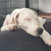 NED  süßer charmanter Junghund in Pflegestelle