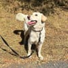 Sanfte BETSY sucht ihr Zuhause