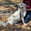 Sanfte BETSY sucht ihr Zuhause