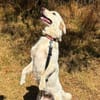 Sanfte BETSY sucht ihr Zuhause
